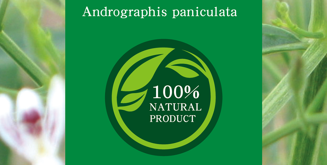 Andrographis paniculata